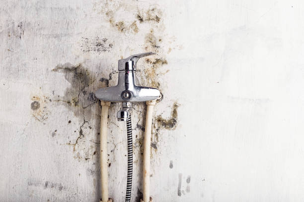Best Localized Mold Remediation (e.g., coastal areas, humid climates) in Randleman, NC