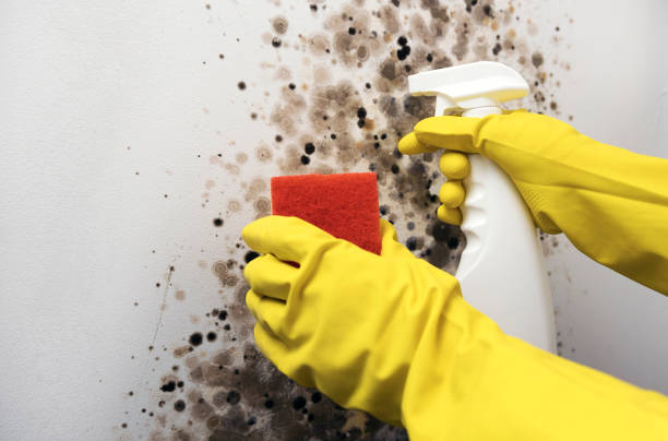Best Mold Remediation for Schools in Randleman, NC